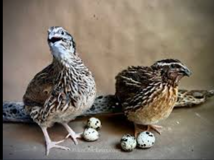 Quails and quail eggs